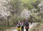 금산 비단고을 산꽃축제,지역축제,축제정보