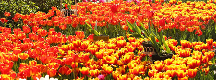 봄빛 가득한 제주 여행